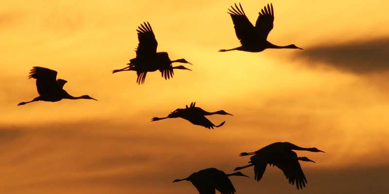 employee retention birds flying reflective management