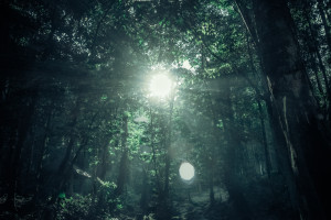 Featured Sunburst Forest Reflective Management Empathy Breakthrough